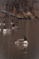 Fototapeta premium geese on a lake in marshy enviroment