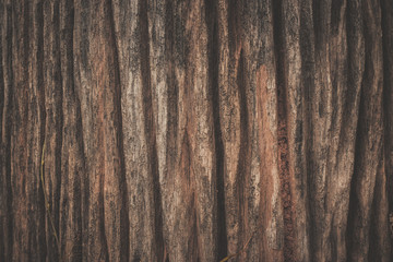 Fototapeta premium Wood texture background