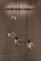 three geese on water in diagonal line marshy grass island in the background.