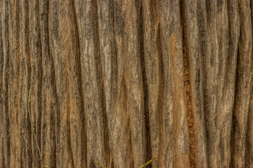 Wood texture background