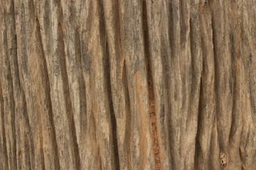 Fototapeta premium Wood texture background