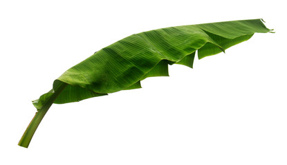 Banana leaves isolated with clipping paths on a white background for graphic design.Tropical plants that are easily grown and ripe fruit are popular throughout the world.