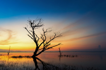Fototapeta na wymiar Silhouette of dead tree in the summer field on sunset