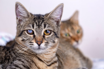 Pet animal; cute cat indoor. Cute kitten cat.