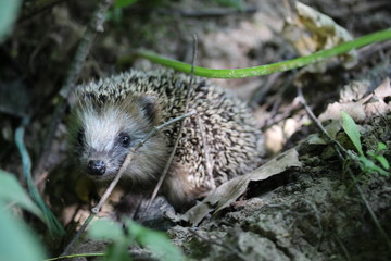 hedgehog in forest