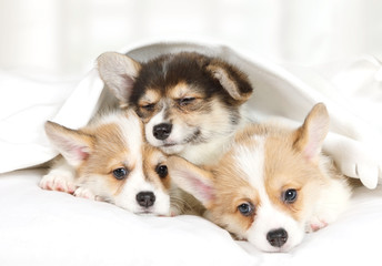 Three cute Welsh Corgi Pembroke puppies