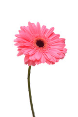 Pink gerbera head flower isolated on white background. Flat lay, top view