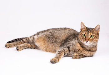 Obraz premium Pet animal; cute cat indoor. Cute kitten cat.