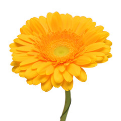 Yellow gerbera head flower isolated on white background. Calendula officinalis, marigold. Flat lay, top view