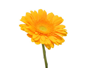 Yellow gerbera head flower isolated on white background. Calendula officinalis, marigold. Flat lay, top view