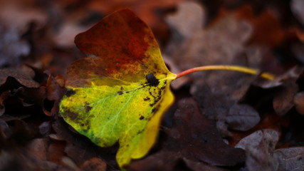 Die letzten Farben vor dem Winter