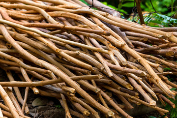 Pile of cinnamon tree branches in Sri Lanka