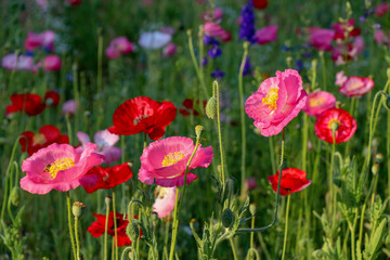Fototapeta na wymiar bright poppies in a wildflower meadow