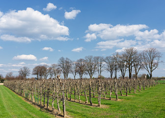 Obraz premium Apfelplantage im Winter