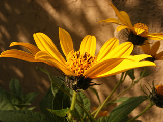 Obraz premium photo of spring yellow flowered Jerusalem artichoke