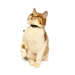 Portrait beautiful brindle cat isolated on white background