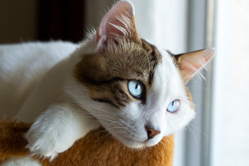 Pet animal; cute cat indoor. Cute kitten cat.