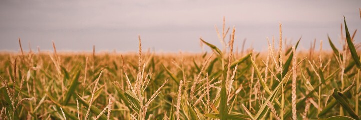Field crops on a sunny day