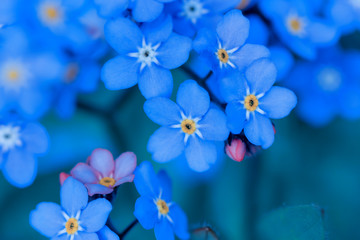 spring background forget-me-not flowers