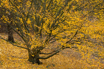 Herbstlich gelb verfärbt