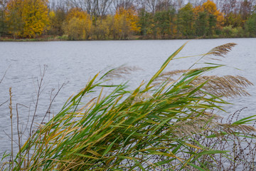 Schilfgras im Wind