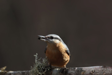 Nuthatch sits on a mossy branch and holds a seed in its beak..