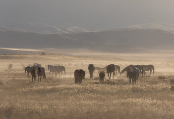 Naklejka na ściany i meble Herd of Wild Horses in the Utah Desert