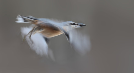 Nuthatch holds the seed in its beak   in flight on grey blurred background