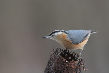 Nuthatch turns the head around the neck sitting on the feeder.. .