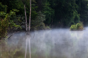 Fog over the lake in the rainforest