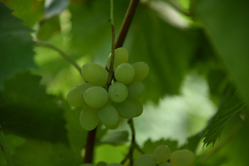 Green grapes in the garden