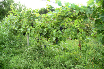 Fototapeta na wymiar Grapes growing in natural conditions