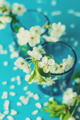 White cherry blossom twigs in glass vase on blue paper background. Copy space. Selective focus. Toned