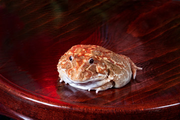 A bright frog against polished mahogany with a white chin