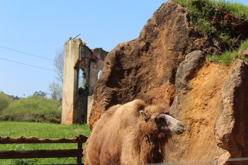 camel of the cabarceno park