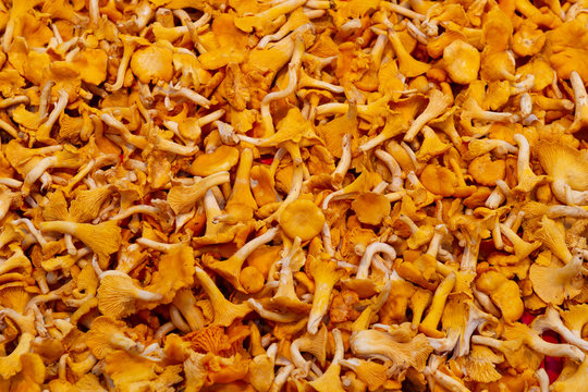 Pile of mashrooms at the street market