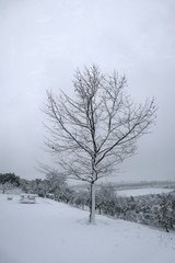 Fototapeta na wymiar Winter landscape with plane tree. Snow at the garden.