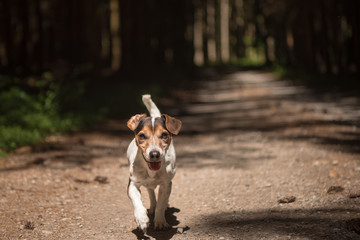Obedient hunting dog is running in the forest on a path