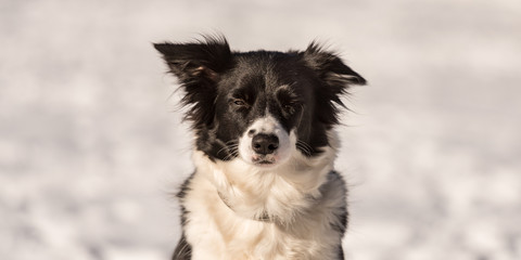 Border collie dog. Portrait in front of a snowy background