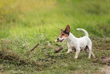 Naklejka na ściany i meble small dog runs and flies over a green meadow in spring. Jack Russell Terrier Hound 10 years old
