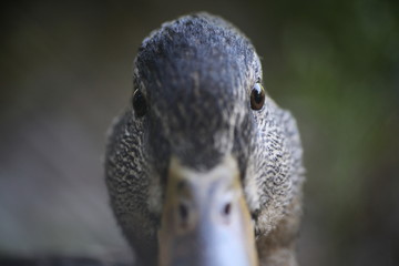 head of duck