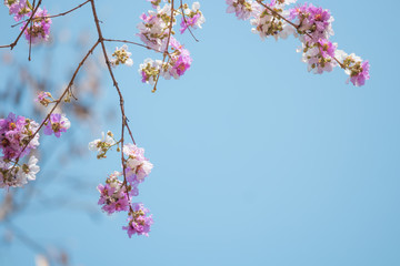 Flowers bloom on the branches