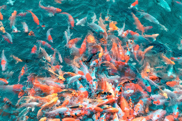 Fototapeta na wymiar Colorful Japanese Koi Carp fishes moving in a lovely pond of a g