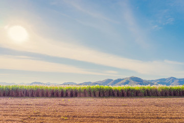 Scenery of Sugar-cane flower to the breeze just prior to harvest