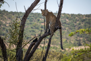 Fototapeta na wymiar A Leopard resting on a tree