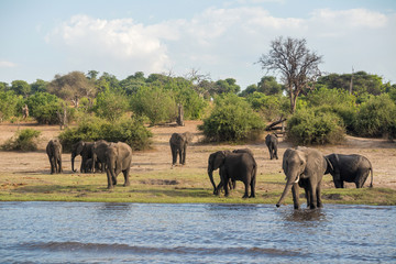 Naklejka na ściany i meble A group of elephants at the chobe river bank