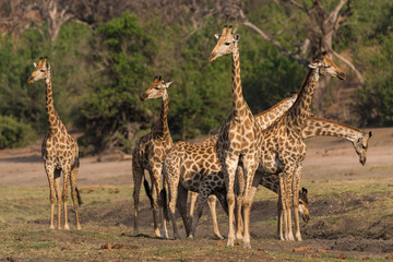 Naklejka na ściany i meble A group of giraffes at the chobe river bank