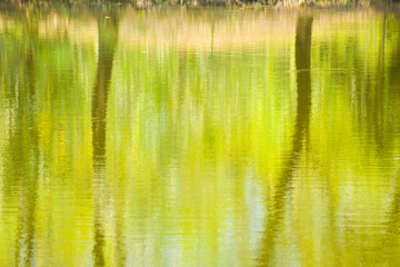 Shade tree reflection in water - tranquil background