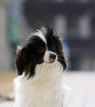 Portrait of a falen close-up. A dog with hanging ears on a blurred background. Cute puppy posing in profile on the street. Continental Toy Spaniel. Vertical image. Free space for text.