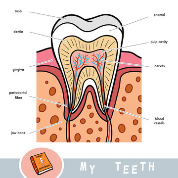 Cartoon Visual Dictionary For Children About Teeth. Educational Poster About Parts Of Tooth